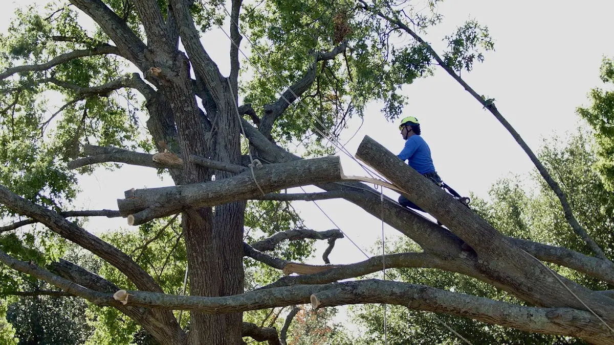 Professional Hazardous Tree Removal performed by certified arborists in Kampsville