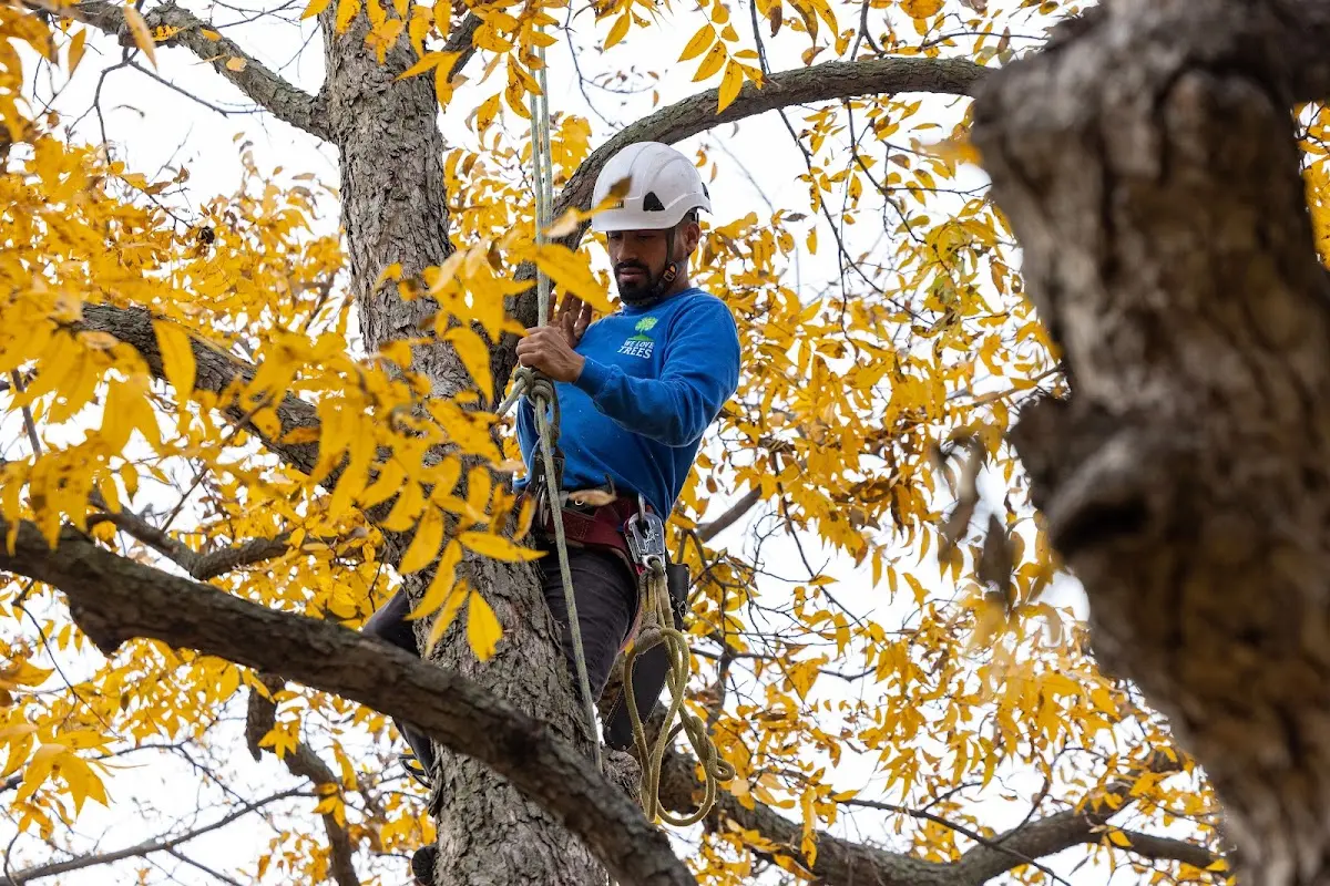 Skilled Storm Damage Cleanup crew working in Kampsville